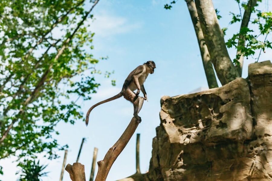 Barcelona: 1-Day Ticket to Barcelona Zoo - Key things to know before you go