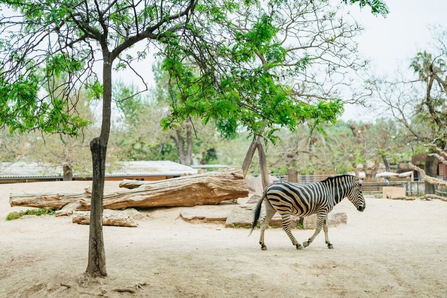 Barcelona: 1-Day Ticket to Barcelona Zoo - Final Decision: Book the Barcelona Zoo Ticket If You Want a Big Animal Day
