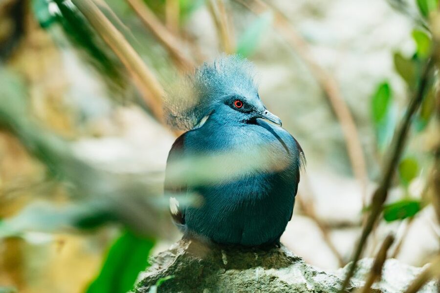 Barcelona: 1-Day Ticket to Barcelona Zoo - What You’ll See: 4,000 Animals, 400 Species, and a Few Standout Exhibits