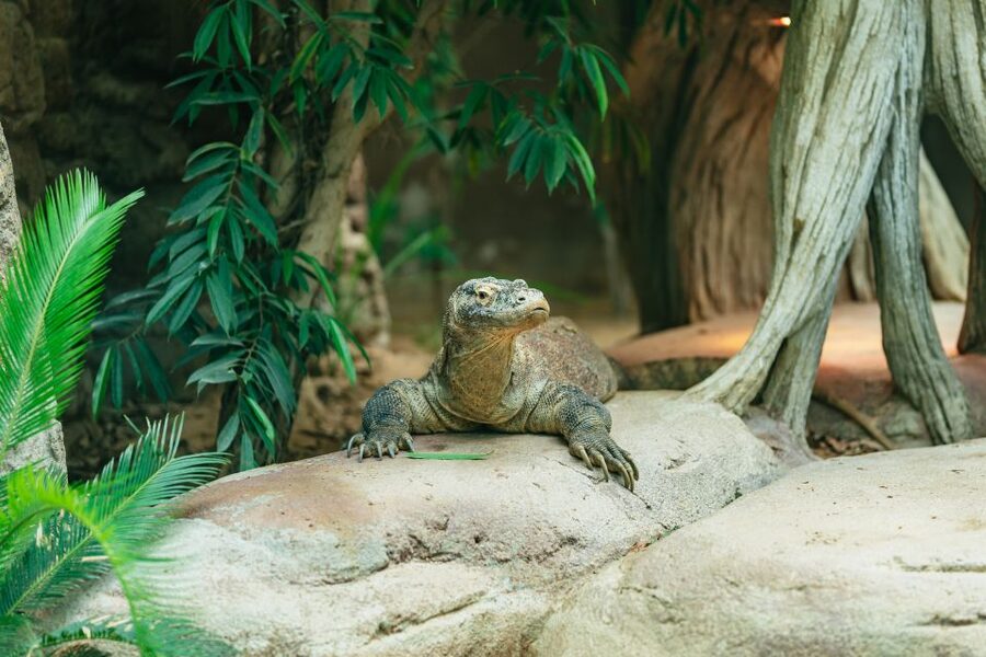 Barcelona: 1-Day Ticket to Barcelona Zoo - Timing Your Day: Opening Hours by Season and When to Arrive