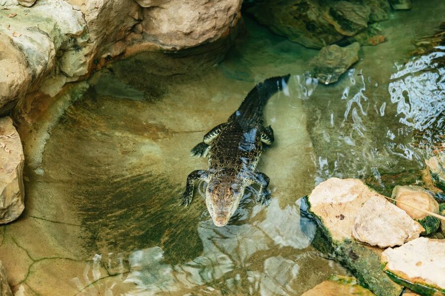 Barcelona: 1-Day Ticket to Barcelona Zoo - Should You Bring Kids? Who This Zoo Day Fits Best