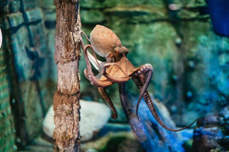 Barcelona Aquarium: Entry Ticket - Quick hits before you go