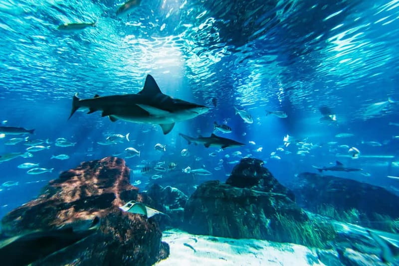 Barcelona Aquarium: Entry Ticket - Port Vell location, and why this aquarium fits Barcelona