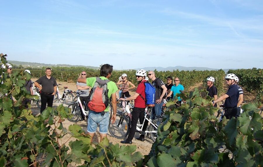 Barcelona: Bike & Wine Guided Tour - Penedès vineyards - The Winery Visit: Seeing an Ecologic Traditional Operation