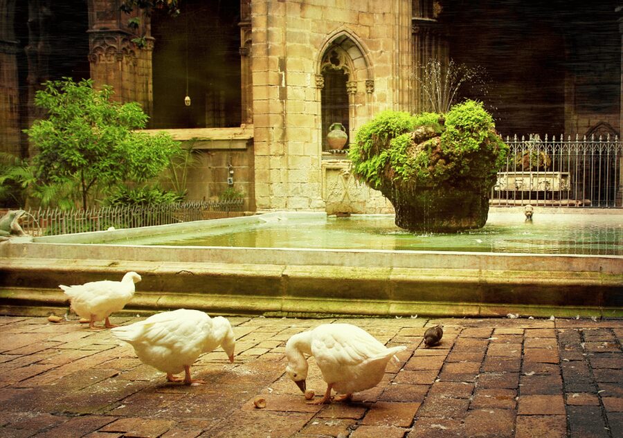 Barcelona Cathedral: Ticket, Guided Tour and VR Experience - Big Catalan Moments and the Columbus Link Inside the Cathedral