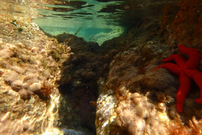 Barcelona Costa Brava Kayak, Snorkel & Cliff Jump Day Tour - Cliff jumping: fun, optional for many, and tougher without water shoes