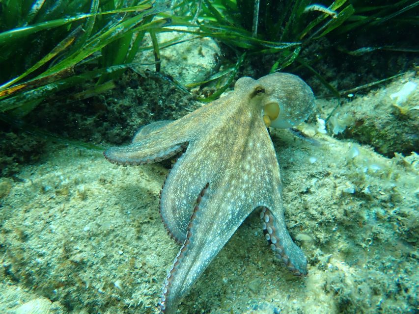 Barcelona: Costa Brava Kayak, Snorkel & Cliff Jump & Lunch - Paddling the Costa Brava Coastline: Where Hidden Coves Actually Feel Close