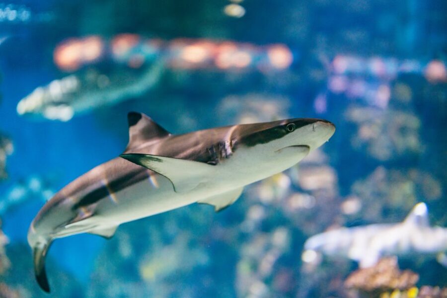 Barcelona: Hop-On Hop-Off Bus & Aquarium Tour - Who this fits best (and who might want a different plan)