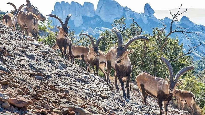 Barcelona: Montserrat Monastery and Black Madonna Day Trip - Key Highlights You Will Actually Feel