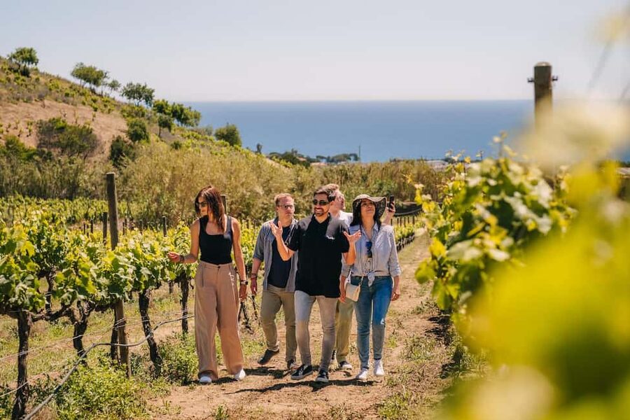 Barcelona: Sailing Cruise & Vineyard Tour with Wine Tasting - Alella’s Winery Visit: 14th-Century Views and a Guided Vineyard Walk