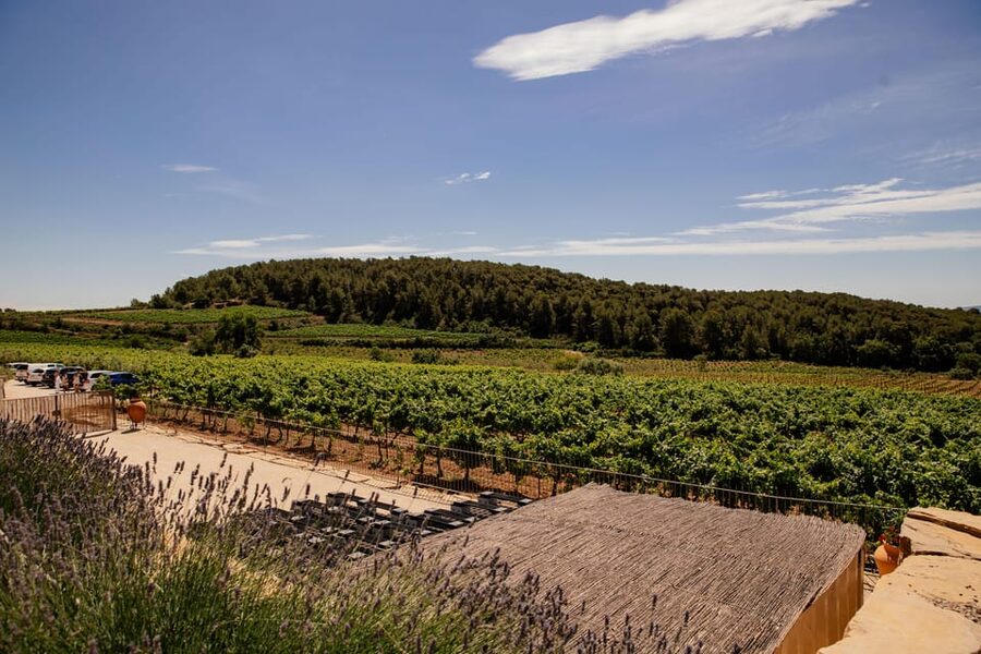 Barcelona: Vineyard Horseback Riding & Wine Tasting + Tapas - Wine Tasting and Tapas Pairing: A Full Sensory Plan