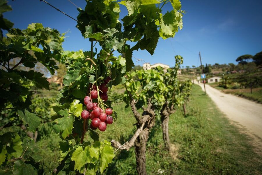 From Barcelona: E-Bike and Sailing Tour with Wine Tastings - Price and value: does about $100 deliver what you’re paying for?