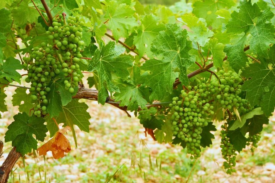From Barcelona: Priorat's Exclusive Cellars, Wines & Nature - Practical Tips for a Smooth Day in Priorat