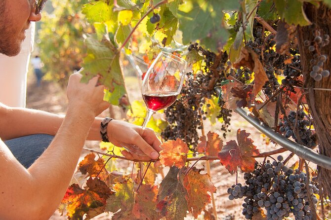 High-End Vineyard Escape: Cava, Tapas & Wine | Private Tour - A Wine Day Outside the City, Without the Driving Stress