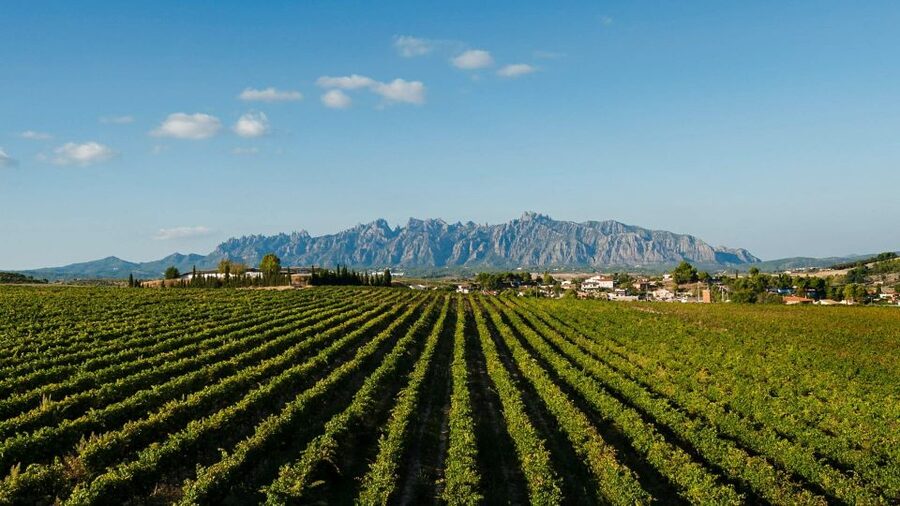 Montserrat & Cava Wineries Day Trip from Barcelona w/ Pickup - Who This Tour Fits Best (And Who Might Want a Different Plan)