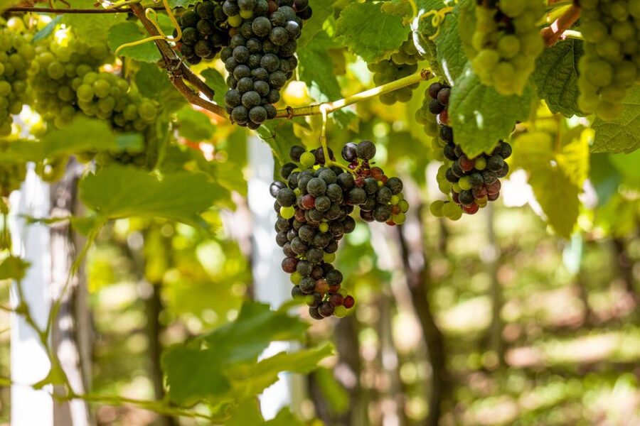 Montserrat & Cava Wineries Day Trip from Barcelona w/ Pickup - How Montserrat and Cava Become One Smart Barcelona Day Trip