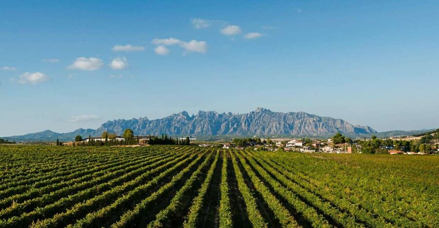 Montserrat & Cava Wineries Day Trip from Barcelona w/ Pickup - Santa Maria de Montserrat: Basilica, Black Madonna, and Santa Cova