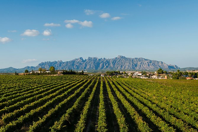 Montserrat,Vineyard, Wine Tasting Small Group Tour & Hotel Pickup - From Montserrat to Penedes DO: grape talk with real regional context