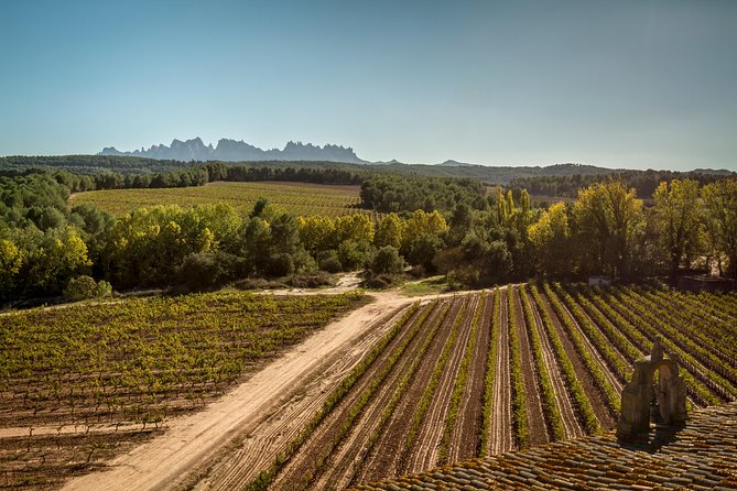 Premium Montserrat & Wine Full Day Tour from Barcelona - Standard tasting versus VIP aging room and barrel samples