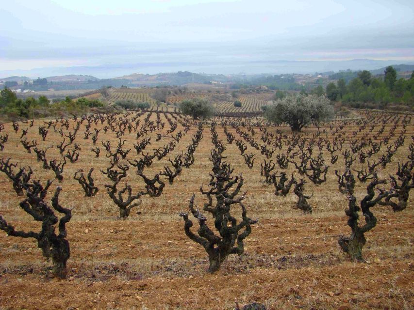 Vilafranca del Penedès: Winery Visit with Tastings - Key Things I’d Prioritize