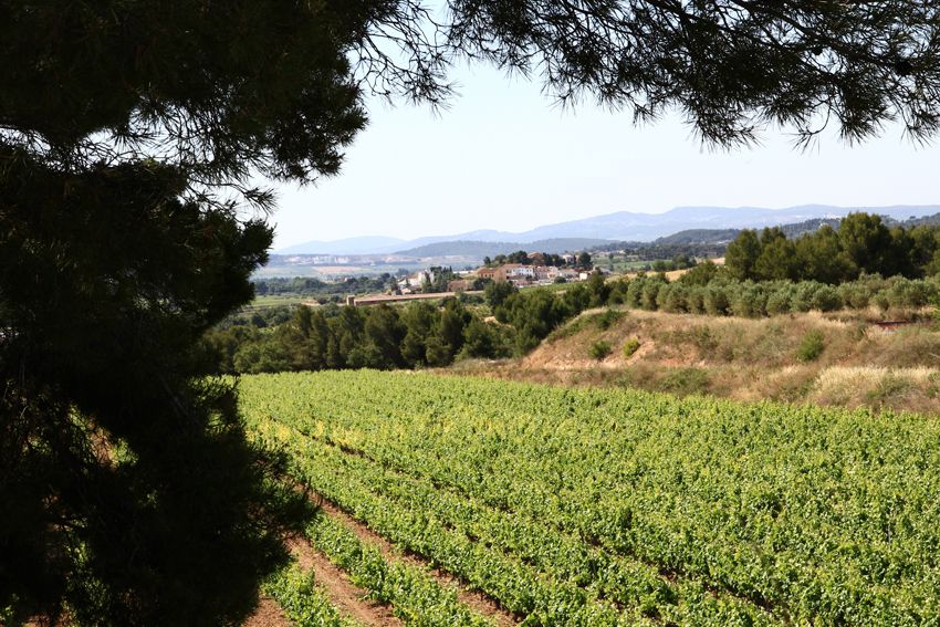 Vilafranca del Penedès: Winery Visit with Tastings - The Wine Tasting Course: How You Taste 4 Award-Winning Wines